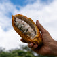 Lion's Mane Cacao (Energy)
